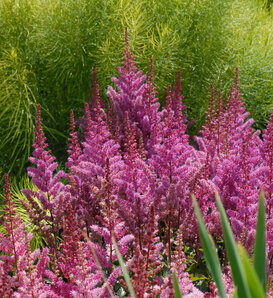 'Maggie Daley' - Chinese Astilbe - Astilbe chinensis