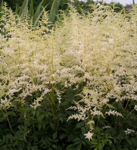 Silver Mound - Wormwood - Artemisia schmidtiana