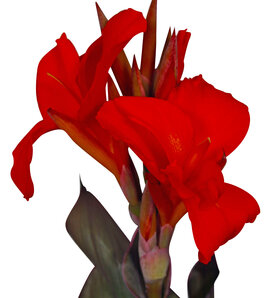 Atlantic Beauty - Canna Lily - Canna cana