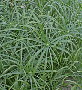 Graceful Grasses® Baby Tut® - Umbrella Grass - Cyperus involucratus