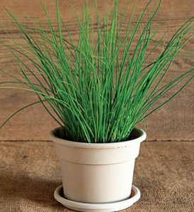 Baked Potato - Chives - Allium schoenoprasum