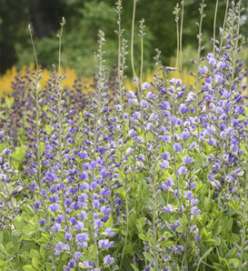 Decadence® Deluxe 'Blue Bubbly' - False Indigo - Baptisia hybrid