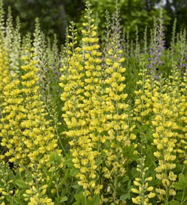 Decadence® Deluxe 'Lemon Smoothie' - False Indigo - Baptisia hybrid