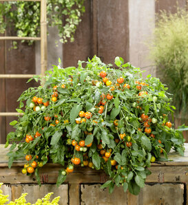 Basket Bounty™ Orange - Dwarf Tomato - Solanum lycopersicum