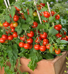 Basket Bounty™ Red - Dwarf Tomato - Solanum lycopersicum