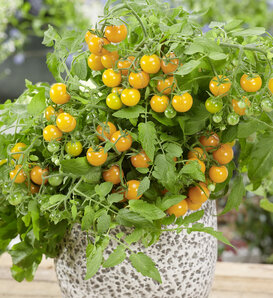 Basket Bounty™ Yellow - Dwarf Tomato - Solanum lycopersicum