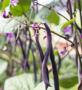 Majesty - Purple Pole Bean - Phaseolus vulgaris