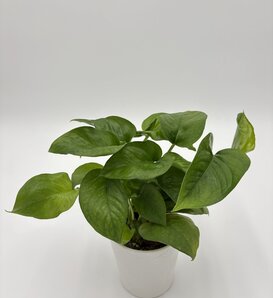 Beautifall® Green Isle™ - Golden Pothos - Epipremnum aureum
