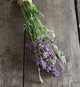 Bee-My-Honey™ - Lavender - Lavandula angustifolia
