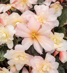 Double Delight® Appleblossom - Begonia tuberhybrida