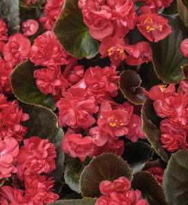 Double Up™ Red - Begonia semperflorens
