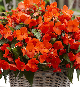 Florencio Orange - Begonia boliviensis