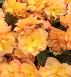 Solenia® Apricot - Rieger Begonia - Begonia x hiemalis