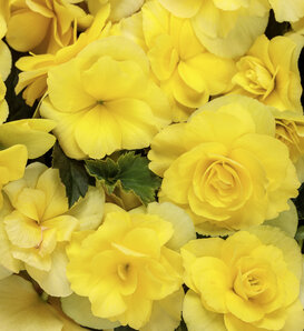 Solenia® Yellow - Rieger Begonia - Begonia x hiemalis