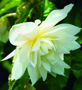 Belleconia™ Snow - Begonia hybrid