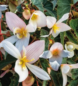 Funky® White - Begonia x hybrida