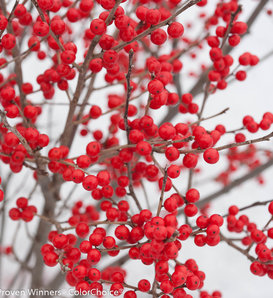 Berry Poppins® - Winterberry - Ilex verticillata