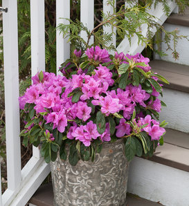 Bloom-A-Thon® Lavender - Reblooming Azalea - Rhododendron x