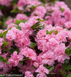 Bloom-A-Thon® Pink Double - Reblooming Azalea - Rhododendron x