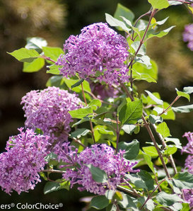 Bloomerang® Purple - Reblooming Lilac - Syringa x