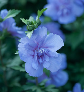Blue Chiffon® - Rose of Sharon - Hibiscus syriacus