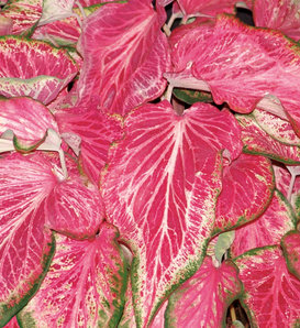 Heart to Heart® 'Blushing Bride' - Sun or Shade Caladium - Caladium hortulanum