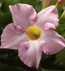 Bombshell® Pink - Mandevilla hybrid