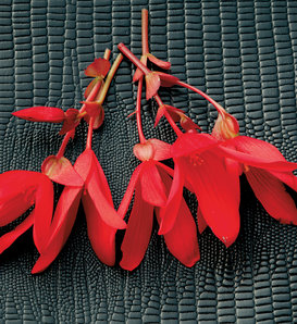 Bossa Nova® Red - Begonia boliviensis