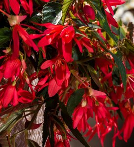 Bossa Nova™ Rose - Begonia boliviensis