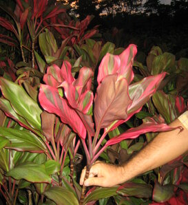 Bali Red - Cabbage Palm - Cordyline fruticosa