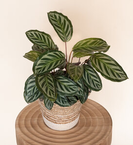Color Full® Flashy Feather™ - Peacock Plant - Calathea spp