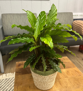 Color Full® Soft Kitty™ - Prayer Plant - Calathea rufibarba