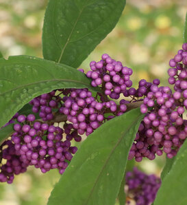 Bubble Up™ - Beautyberry - Callicarpa x