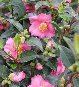 Warm Hearted™ Pink - Camellia x sasanqua