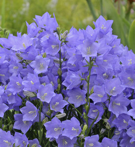 Takion Blue - Bellflower, Carpathian Harebells - Campanula persicifolia