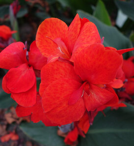 CannaSun Emma - Canna Lily - Canna hybrid