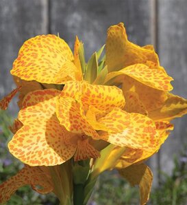 Cannova Gold Leopard - Canna Lily - Canna generalis