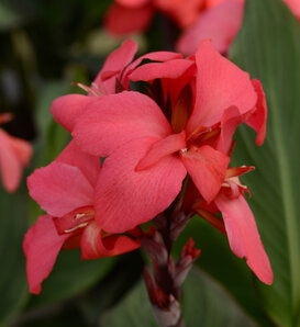 Cannova Rose - Canna Lily - Canna generalis