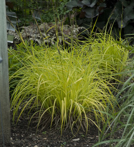 'Bowles Golden' - Gold Sedge - Carex elata