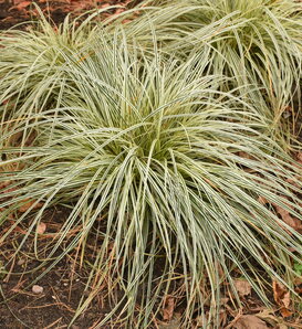 Feather Falls™ - Sedge - Carex oshimensis