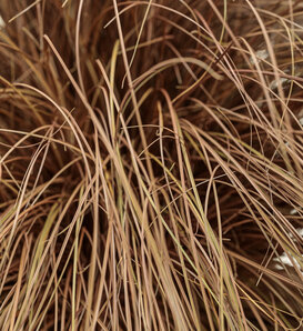 Graceful Grasses® Toffee Twist - Toffee Twist Sedge - Carex flagellifera