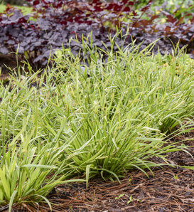 Noble Native - Woodland Sedge - Carex laxiculmis