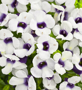 Catalina® Grape-o-Licious™ - Wishbone Flower - Torenia hybrid
