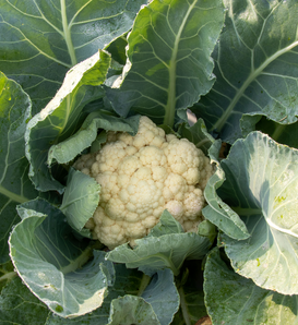 Baby - Micro Cauliflower - Brassica oleracea