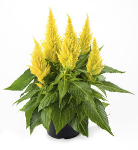 Kelos® Fire Yellow - Cockscomb - Celosia spicata