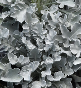Silver Swirl - Snowflake Dusty Miller - Centaurea ragusina