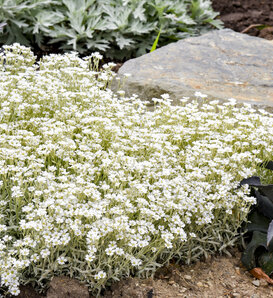 'Cloud Cover' - Snow in Summer - Cerastium tomentosum