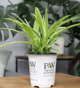 Pixie Punk™ - Spider Plant - Chlorophytum comosum