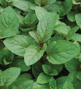 Chocolate Ganache™ - Mint - Mentha x piperita