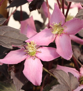 Moongate Mocha™ - Clematis montana